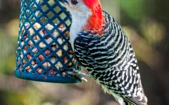 WOODPECKER