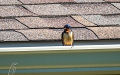 SWALLOW