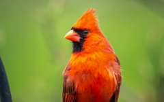 CARDINAL