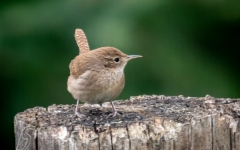 WREN