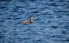 GREBE