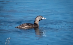 GREBE