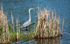 HERON