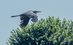 HERON