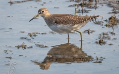 SANDPIPER