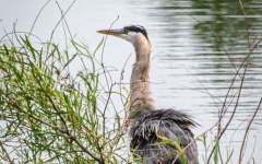 HERON