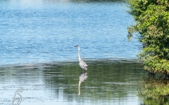 HERON