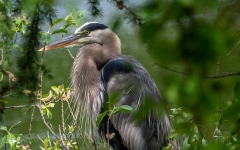 HERON