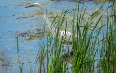 HERON