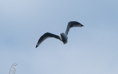 GULL