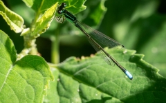 Sedge Sprite Damsel Fly