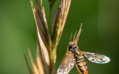 Fly (Diptera)