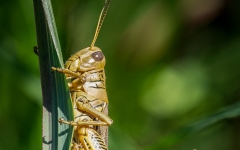 Differential Grasshopper