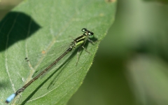 Eastern Pondhawk