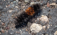 Wooly Bear Caterpillar