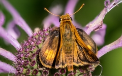 Hobomok Skipper