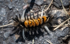 Milkweed tussock moth caterpillar