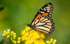 Butterfly, Monarch