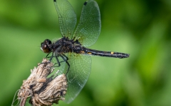 Black Saddlebags