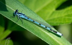 Eastern Pondhawk