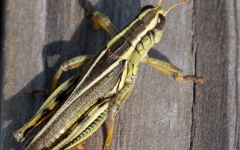 Differential Grasshopper