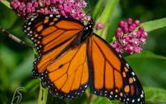 Butterfly, Monarch