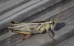 Differential Grasshopper