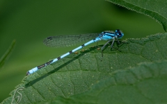 Eastern Pondhawk