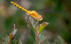 Saffron winged meadowhawk