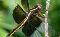 Widow Skimmer