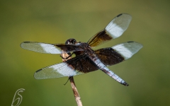 Widow Skimmer