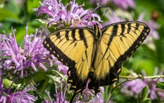 Butterfly - Eastern Tiger Swallowtail