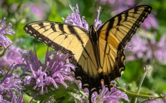 Butterfly - Eastern Tiger Swallowtail