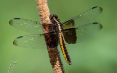 Widow Skimmer