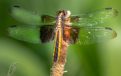 Widow Skimmer