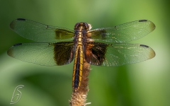 Widow Skimmer