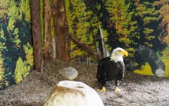 Eagle in Rehab