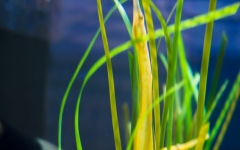 Duluth Aquarium