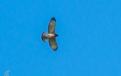 Broad Winged Hawk