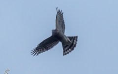 Sharp shinned hawk