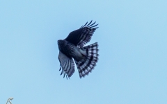 Sharp shinned hawk