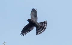 Sharp shinned hawk