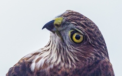 Sharp shinned hawk