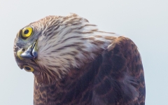 Sharp shinned hawk