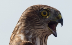 Sharp shinned hawk