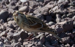 Lapland Longspur