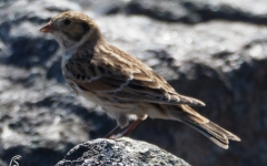 Lapland Longspur