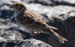 Lapland Longspur