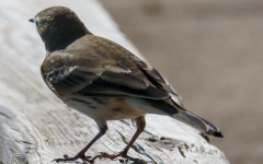 Northern Waterthrush