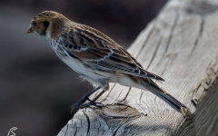 Lapland Longspur